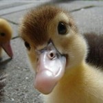 Profielfoto van Little Duckling